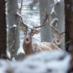 Two red deer stags in winter forest with snow