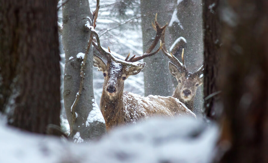 Two red deer stags in winter forest with snow