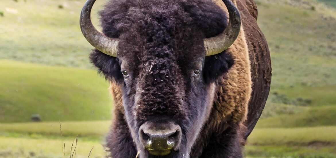 Bison Hunting Tips