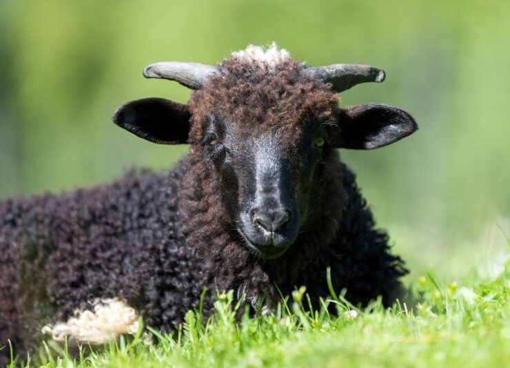 Black Hawaiian Sheep