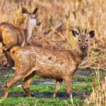 Rare Deer