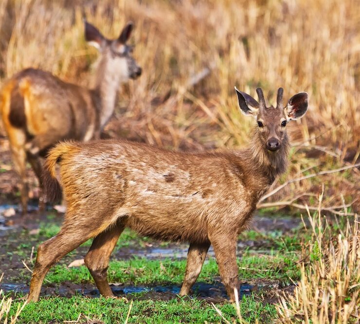 Rare Deer