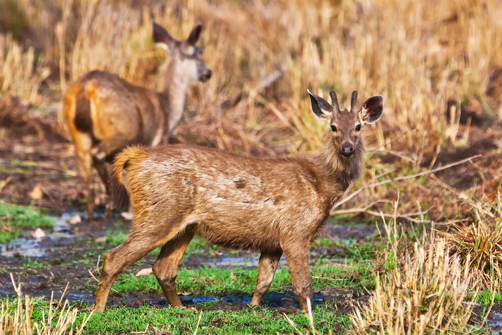 Rare Deer