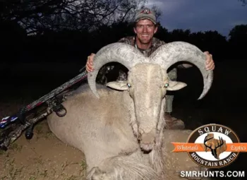 Aouded Ram hunt in texas