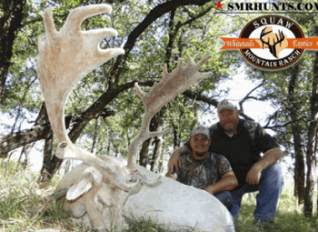 Fallow Deer Hunts texas